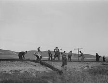 White section gang near King City, California, 1937. Creator: Dorothea Lange
