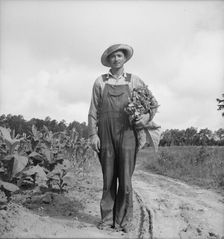 White sharecropper, Mr. Taylor, has just finished priming..., Granville County, North Carolina, 1939 Creator: Dorothea Lange