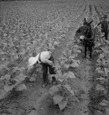 White sharecropper and wage laborer priming tobacco early..., Granville County, North Carolina, 1939 Creator: Dorothea Lange