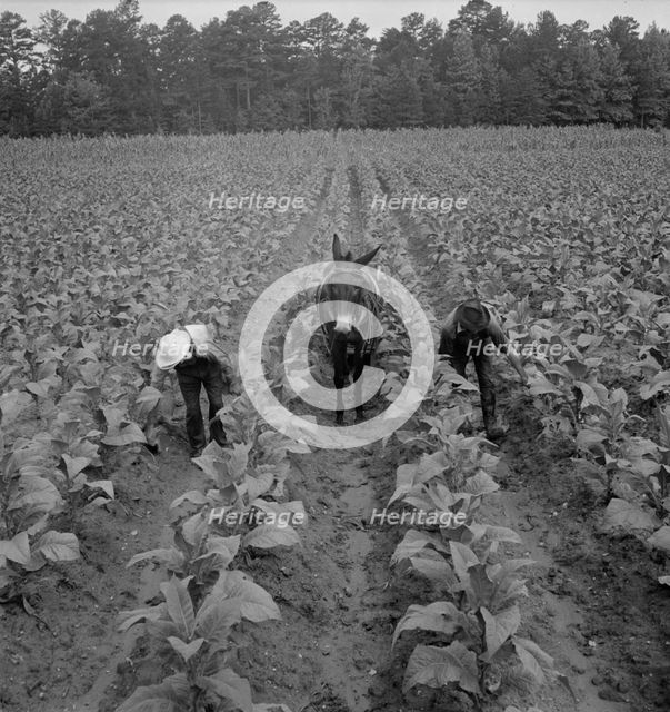 White sharecropper and wage laborer priming..., Granville County, North Carolina, 1939. Creator: Dorothea Lange.