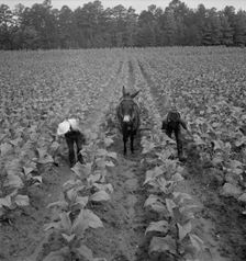 White sharecropper and wage laborer priming..., Granville County, North Carolina, 1939. Creator: Dorothea Lange