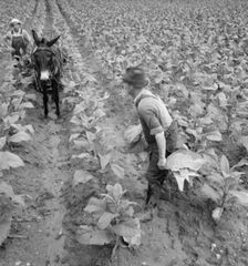 White sharecropper and wage laborer priming..., Granville County, North Carolina, 1939. Creator: Dorothea Lange