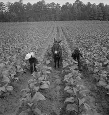 White sharecropper and wage laborer priming..., Granville County, North Carolina, 1939. Creator: Dorothea Lange