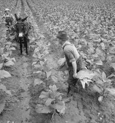 White sharecropper and wage laborer priming..., Granville County, North Carolina, 1939. Creator: Dorothea Lange