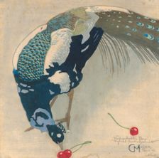 White-Spotted Peacock, 1906