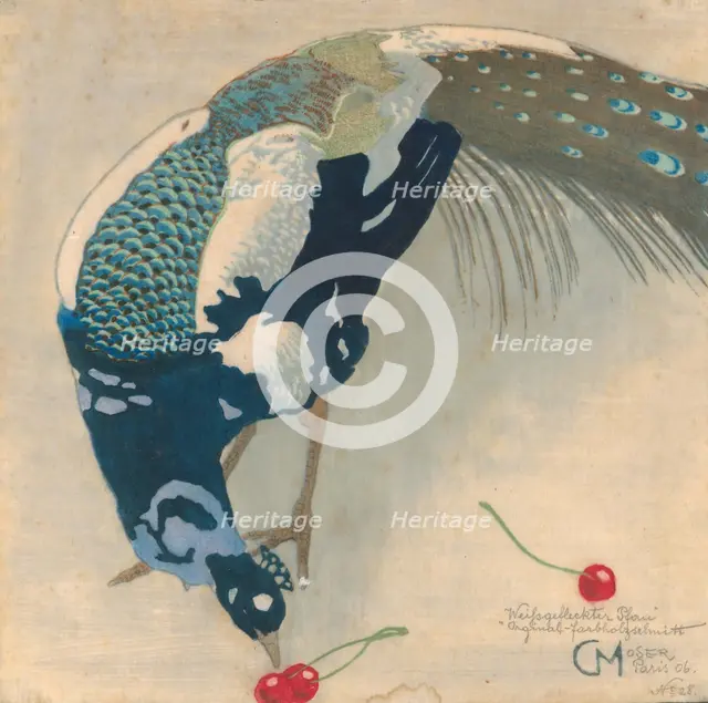 White-Spotted Peacock, 1906.