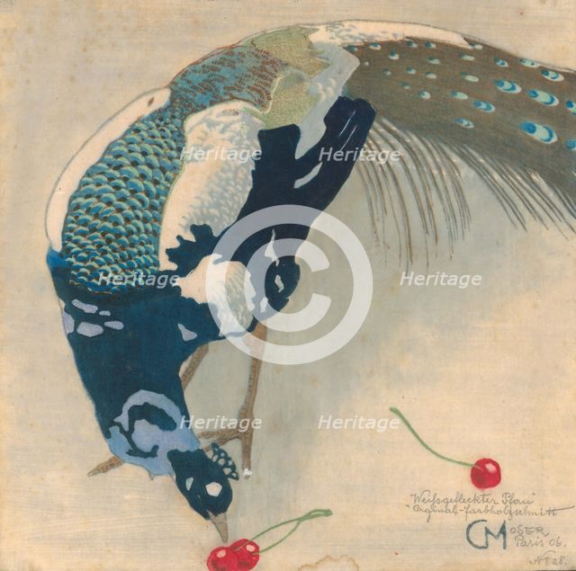 White-Spotted Peacock, 1906.