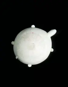 White stoneware tortoise float, Qing dynasty, China, 18th century. Creator: Unknown