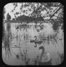 White swans and cygnets on river - unknown location. Creator: Unknown