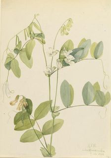White Pea (Lathyrus ochroleucus), 1920. Creator: Mary Vaux Walcott