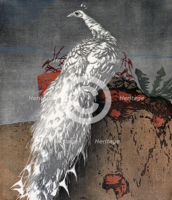 White peacock, 1910. Creator: Hans Frank.