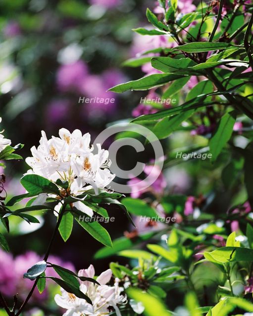 White rhodedendron flowers, Witley Court Gardens, Great Witley, Worcestershire, c2000-c2017. Artist: James O Davies.
