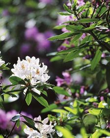 White rhodedendron flowers, Witley Court Gardens, Great Witley, Worcestershire, c2000-c2017. Artist: James O Davies