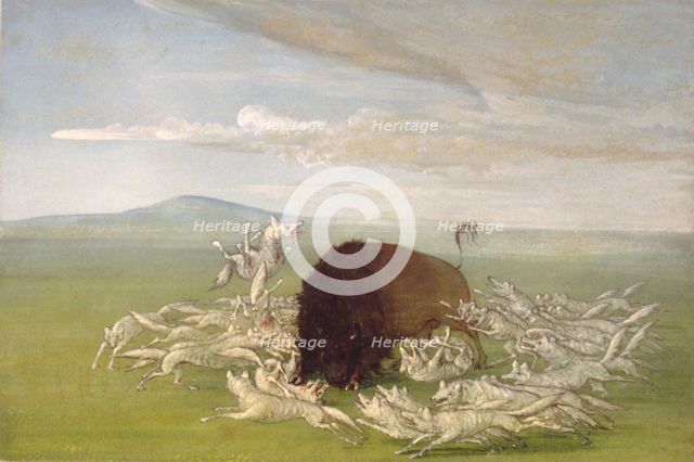 White Wolves Attacking a Buffalo Bull, 1832-1833. Creator: George Catlin.