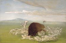 White Wolves Attacking a Buffalo Bull, 1832-1833. Creator: George Catlin