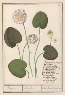 White water lily (Nymphaea alba), 1596-1610. Creators: Anselmus de Boodt, Elias Verhulst