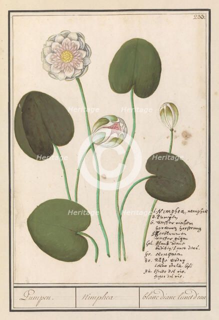 White water lily (Nymphaea alba), 1596-1610. Creators: Anselmus de Boodt, Elias Verhulst.