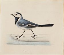 White Wagtail. Creator: Ferdinand von Wright
