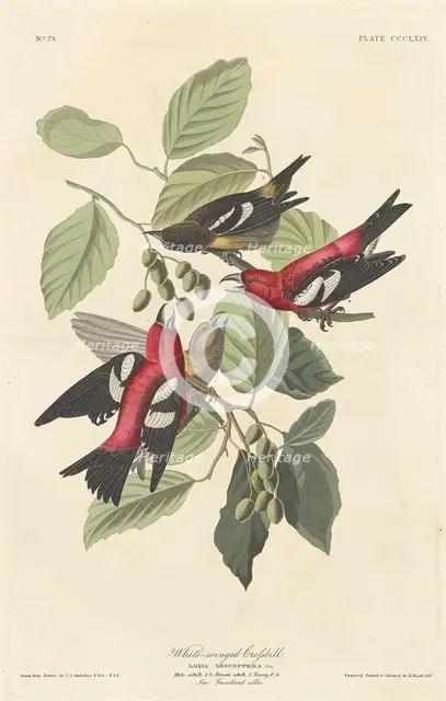 White-winged Crossbill, 1837. Creator: Robert Havell.