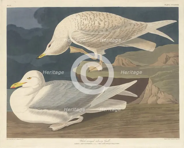 White-winged Silvery Gull, 1835. Creator: Robert Havell.