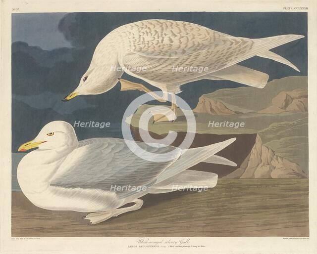 White-winged Silvery Gull, 1835. Creator: Robert Havell.