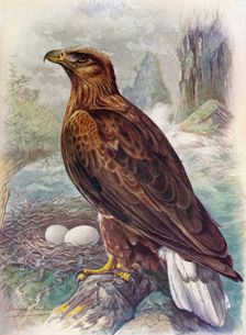 White-Tailed or Sea-Eagle - Halia'etus albicil'la c1910, (1910). Artist: George James Rankin