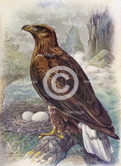 'White-Tailed or Sea-Eagle - Halia'etus albicil'la', c1910, (1910). Artist: George James Rankin.
