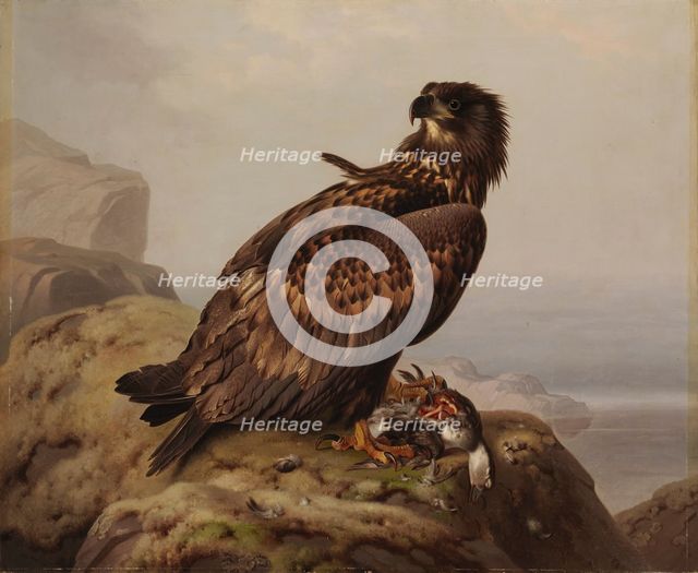 White-tailed Eagle with Its Prey, 1861. Creator: Ferdinand von Wright.