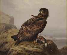 White-tailed Eagle with Its Prey, 1861. Creator: Ferdinand von Wright