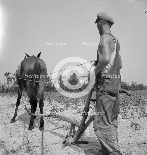 White tenant farmer works on shares, North Carolina, 1936. Creator: Dorothea Lange.