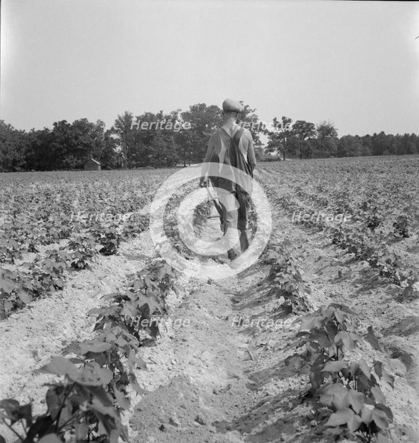 White tenant farmer works on shares, North Carolina, 1936. Creator: Dorothea Lange.