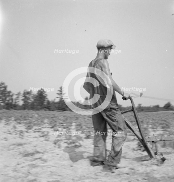 White tenant farmer works on shares. North Carolina, 1936. Creator: Dorothea Lange.