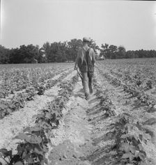 White tenant farmer works on shares, North Carolina, 1936. Creator: Dorothea Lange