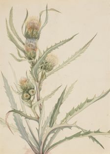 White Thistle (Cirsium hookeranum), n.d. Creator: Mary Vaux Walcott