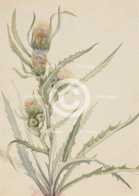 White Thistle (Cirsium hookeranum), n.d. Creator: Mary Vaux Walcott.