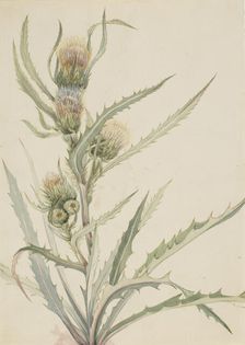 White Thistle (Cirsium hookeranum), n.d. Creator: Mary Vaux Walcott