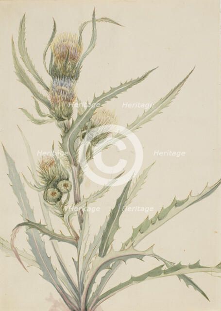 White Thistle (Cirsium hookeranum), n.d. Creator: Mary Vaux Walcott.