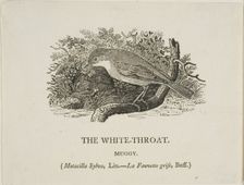 White Throat (Bird), n.d. Creator: Thomas Bewick
