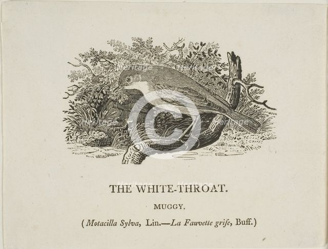 White Throat (Bird), n.d. Creator: Thomas Bewick.