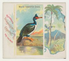 White-Throated Shag, from Birds of the Tropics series (N38) for Allen & Ginter Cigarettes,..., 1889. Creator: Allen & Ginter
