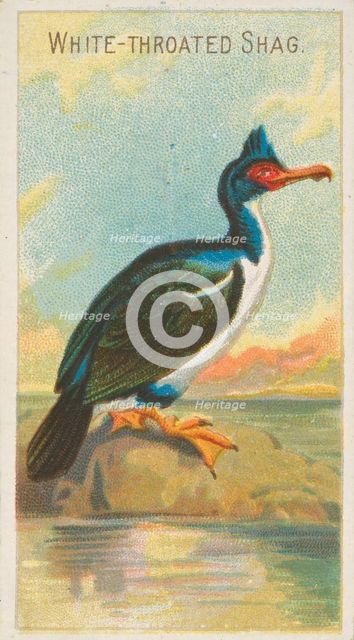 White-Throated Shag, from the Birds of the Tropics series (N5) for Allen & Ginter Cigarett..., 1889. Creator: Allen & Ginter.