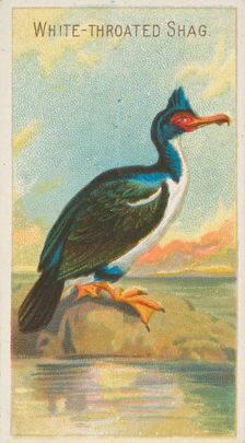 White-Throated Shag, from the Birds of the Tropics series (N5) for Allen & Ginter Cigarett..., 1889. Creator: Allen & Ginter