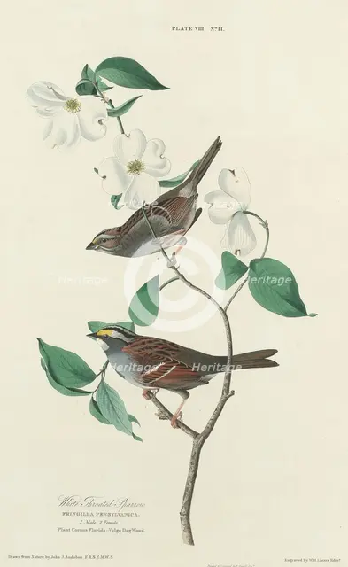 White-throated Sparrow, 1827. Creator: William Home Lizars.