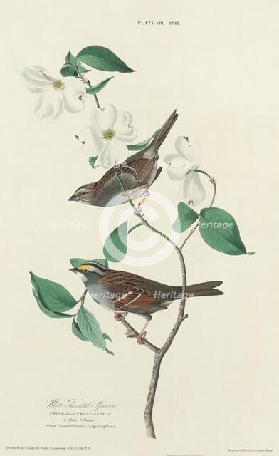 White-throated Sparrow, 1827. Creator: William Home Lizars.