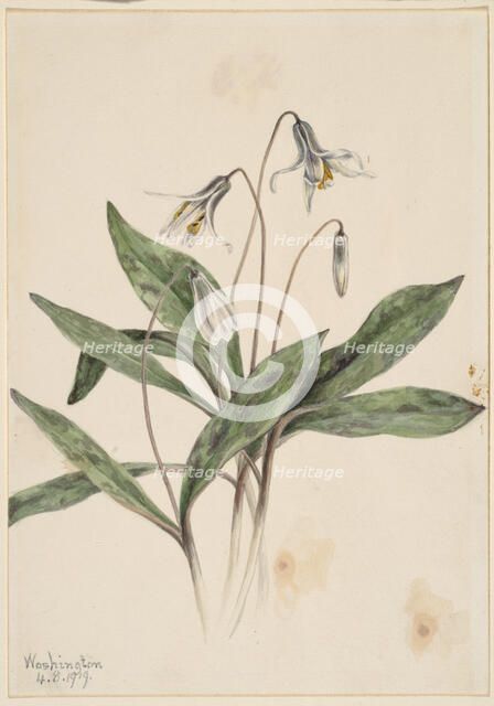 White Troutlily (Erythronium albidum), 1919. Creator: Mary Vaux Walcott.