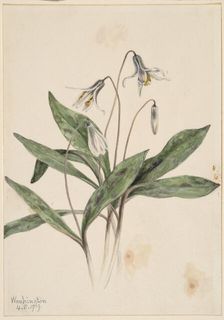 White Troutlily (Erythronium albidum), 1919. Creator: Mary Vaux Walcott