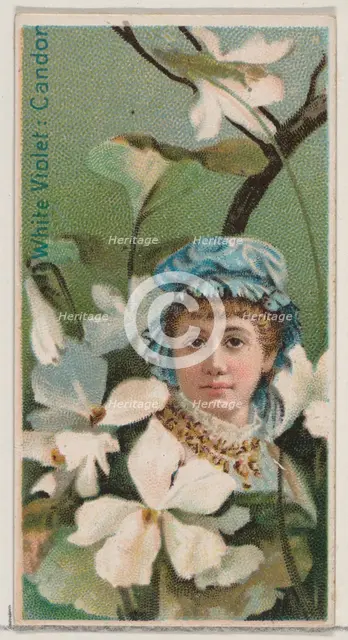 White Violet: Candor, from the series Floral Beauties and Language of Flowers (N75) for Du..., 1892. Creator: Donaldson Brothers.