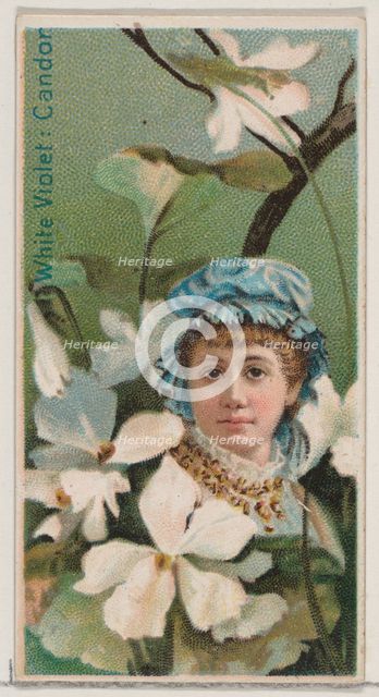 White Violet: Candor, from the series Floral Beauties and Language of Flowers (N75) for Du..., 1892. Creator: Donaldson Brothers.