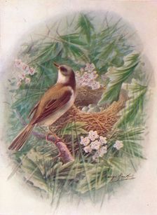 Whitethroat - Syl'via cine'rea c1910, (1910). Artist: George James Rankin