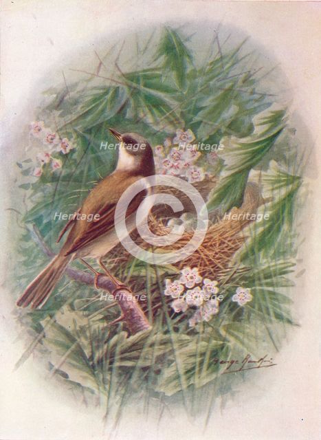 'Whitethroat - Syl'via cine'rea', c1910, (1910). Artist: George James Rankin.